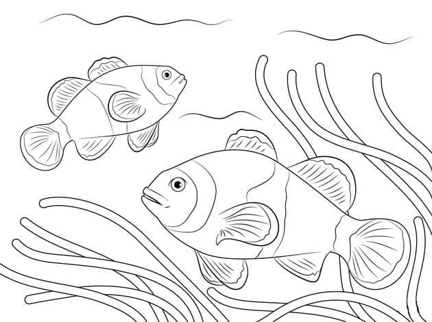 Sketsa Gambar Ikan Nemo Hitam Putih